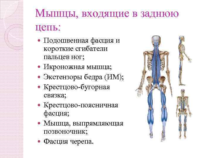 Миофасциальные цепи схема