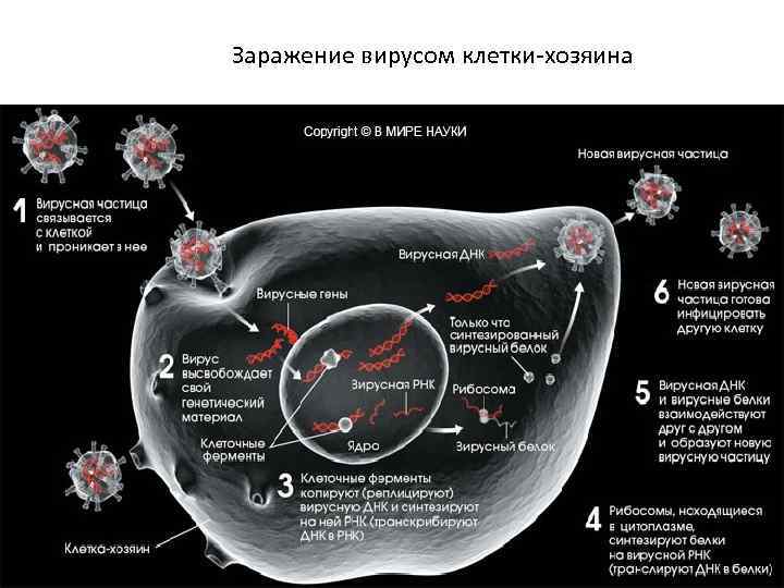 Заражение вирусом клетки-хозяина 