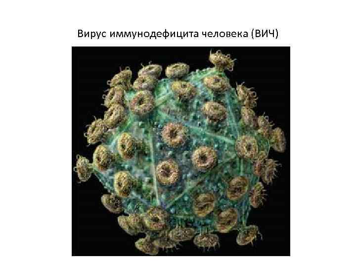 Вирус иммунодефицита человека (ВИЧ) 