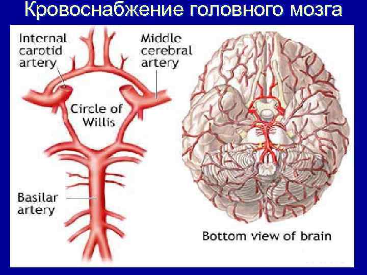 Картинка кровоснабжение головного мозга