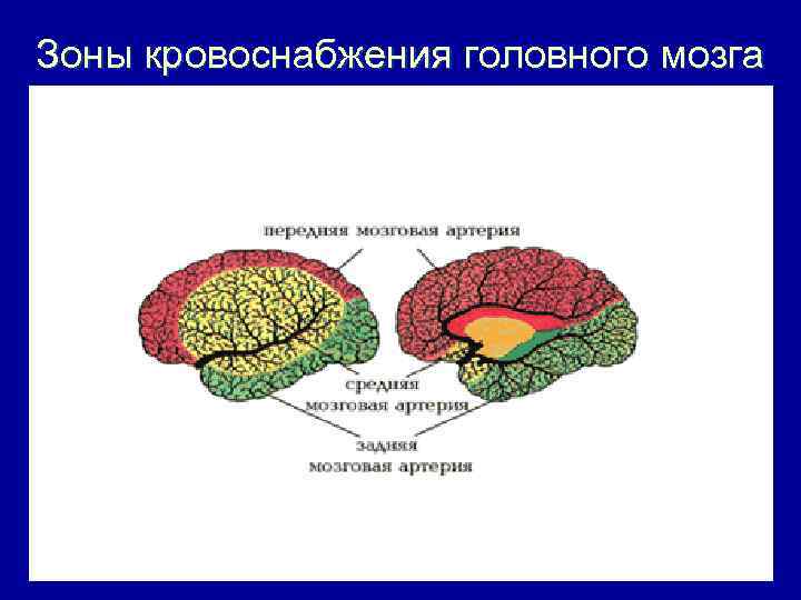 Бассейны мозговых артерий схема