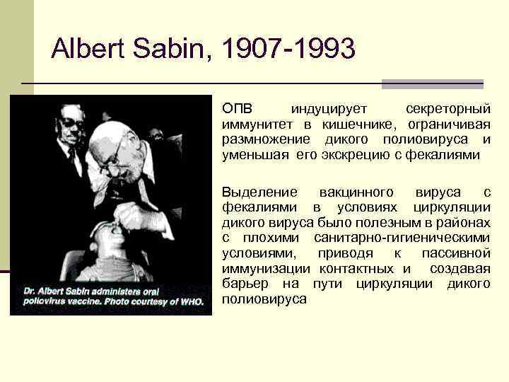 Albert Sabin, 1907 -1993 n ОПВ индуцирует секреторный иммунитет в кишечнике, ограничивая размножение дикого