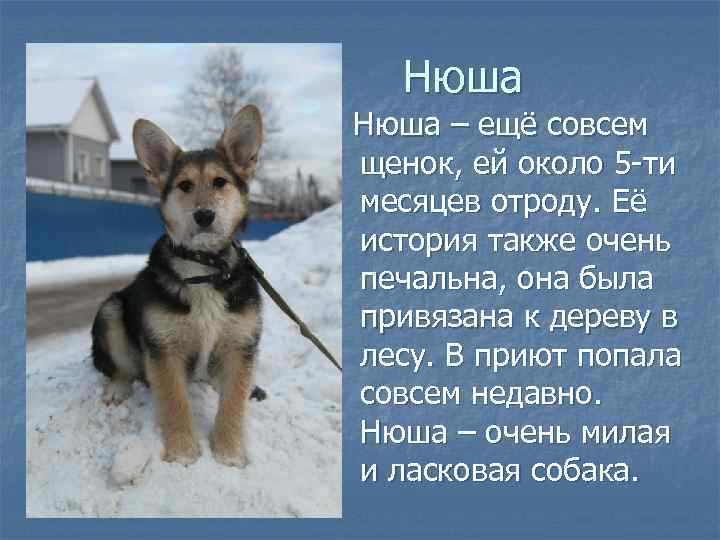 Нюша – ещё совсем щенок, ей около 5 -ти месяцев отроду. Её история также