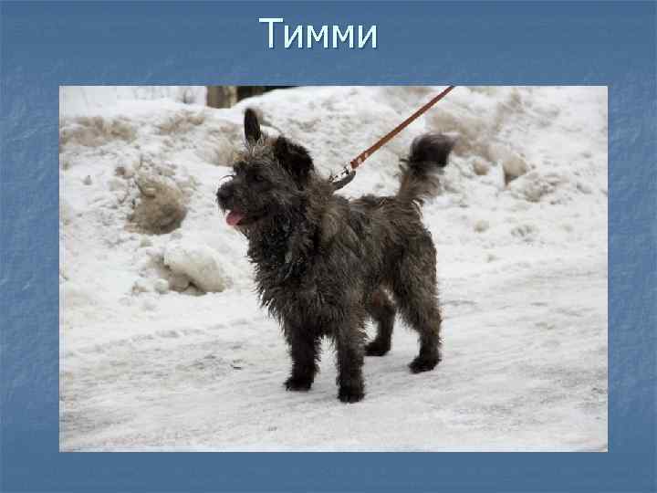 Тимми 