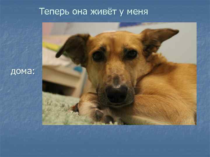 Теперь она живёт у меня дома: 