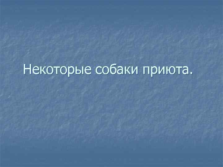 Некоторые собаки приюта. 