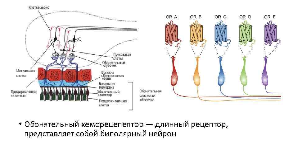  • Обонятельный хеморецепептор — длинный рецептор, представляет собой биполярный нейрон 