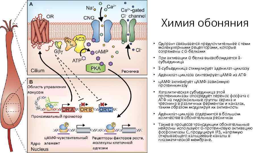 Химия обоняния • Одорант связывается предпочтительнее с теми молекулярными рецепторами, которые сопряжены с G-белками