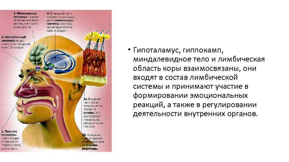  • Гипоталамус, гиппокамп, миндалевидное тело и лимбическая область коры взаимосвязаны, они входят в