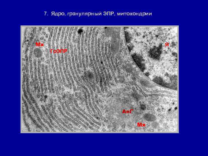 7. Ядро, гранулярный ЭПР, митохондрии Мх Я Гр. ЭПР Ап. Г Мх 