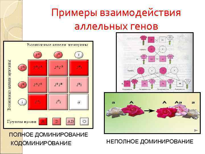 Взаимодействие аллельных генов доминирование неполное доминирование