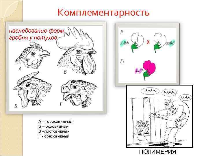 Комплементарность наследование форм гребня у петухов А – гороховидный Б – розовидный В –листовидный