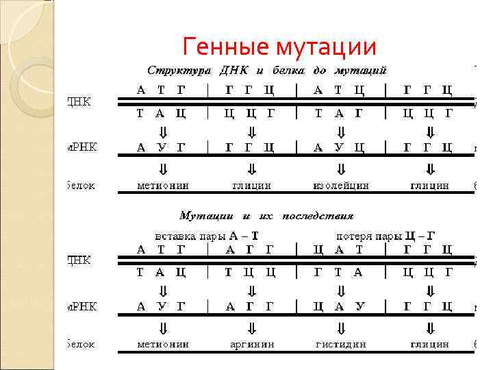 Генные мутации 