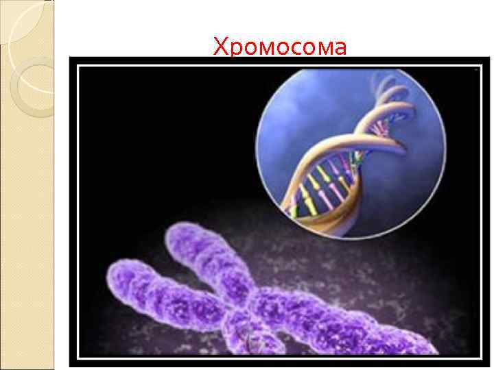Хромосома 