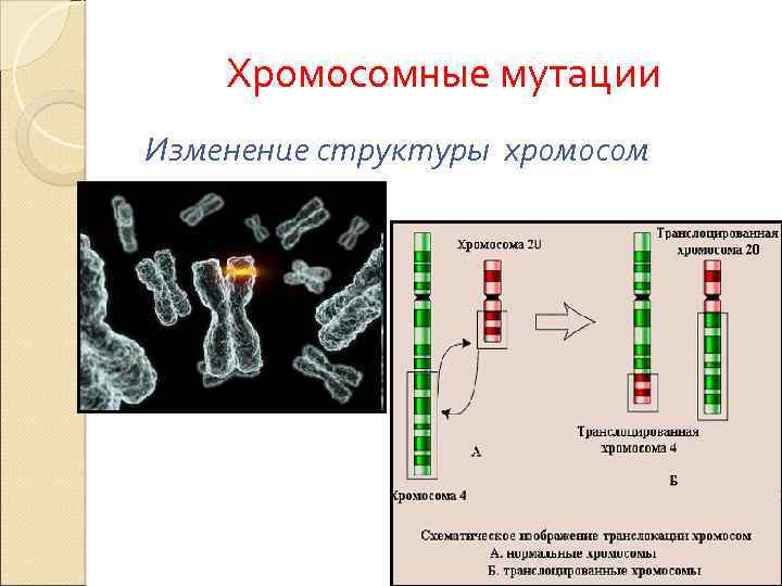 Типы мутаций рисунки