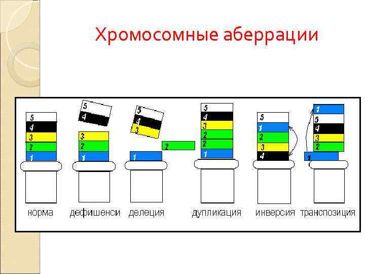 Хромосомные аберрации. Хромосомные обсервации. Виды хромосомных аберраций. Типы хромосомной аббесрации.