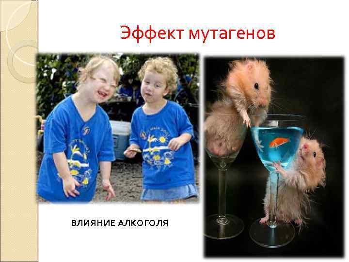 Эффект мутагенов ВЛИЯНИЕ АЛКОГОЛЯ 