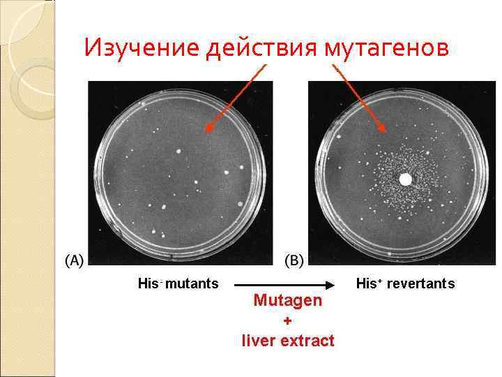 Изучение действия мутагенов 