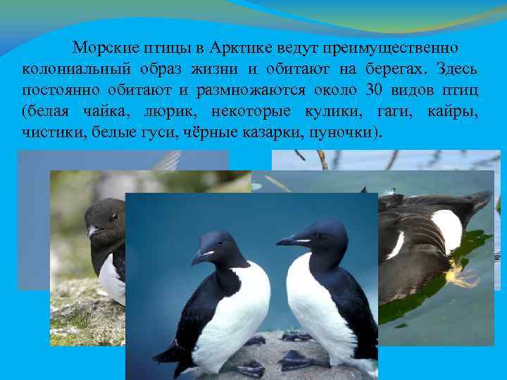 Морские птицы в Арктике ведут преимущественно колониальный образ жизни и обитают на берегах. Здесь