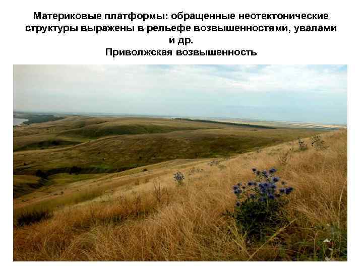Материковые платформы: обращенные неотектонические структуры выражены в рельефе возвышенностями, увалами и др. Приволжская возвышенность