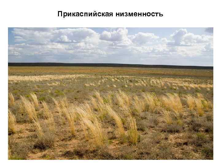Прикаспийская низменность 