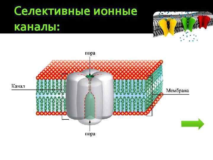 Селективные ионные каналы: 