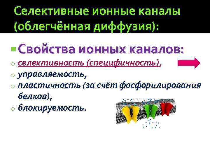 Селективные ионные каналы (облегчённая диффузия): Свойства ионных каналов: селективность (специфичность), управляемость, пластичность (за счёт