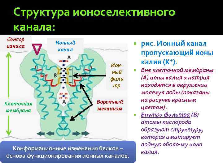 Структура ионоселективного канала: ∆ ∆ Сенсор канала Ионный канал Ионный филь тр Клеточная мембрана