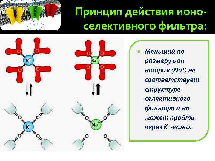 По какой схеме возможен одновременный трансмембранный перенос ионов калия и натрия