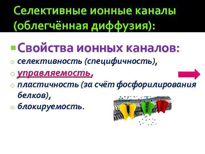 Селективные ионные каналы (облегчённая диффузия): Свойства ионных каналов: o селективность (специфичность), o управляемость, пластичность