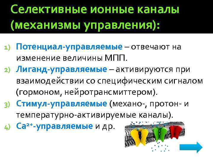 Селективные ионные каналы (механизмы управления): Потенциал-управляемые – отвечают на изменение величины МПП. 2) Лиганд-управляемые