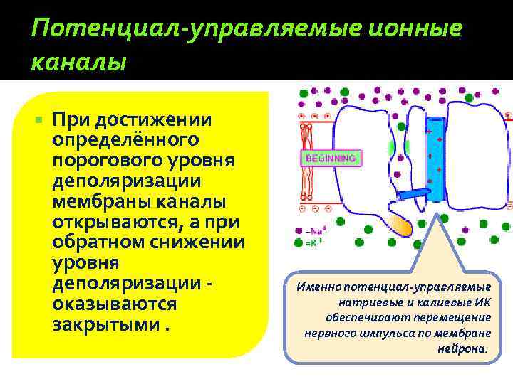 Обеспечивает перемещение веществ