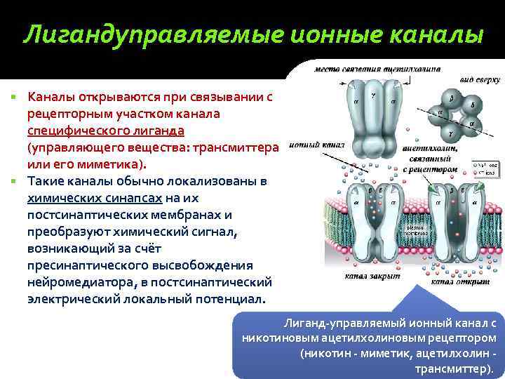 Перенос вещества происходит при