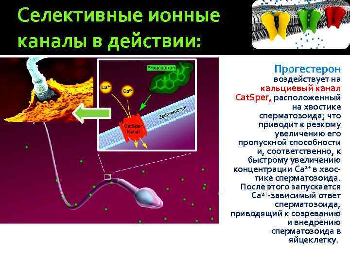 Канал действия. Селективные каналы. Селективность ионных каналов. Селективные ионные каналы. Строение селективного канала.