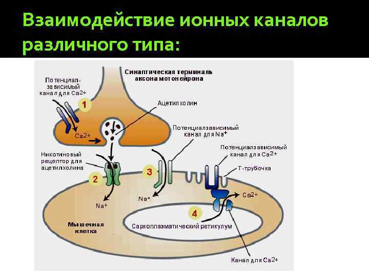 Взаимодействие ионных каналов различного типа: 