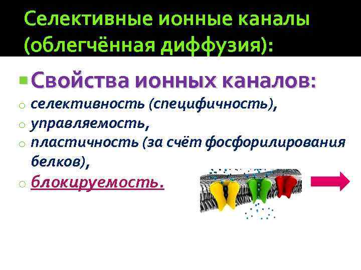 Селективные ионные каналы (облегчённая диффузия): Свойства ионных каналов: o o o селективность (специфичность), управляемость,