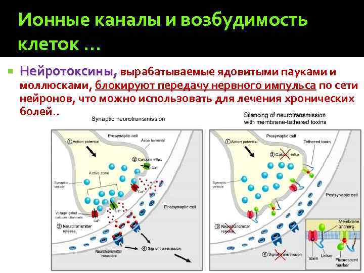 Ионные каналы и возбудимость клеток … Нейротоксины, вырабатываемые ядовитыми пауками и моллюсками, блокируют передачу