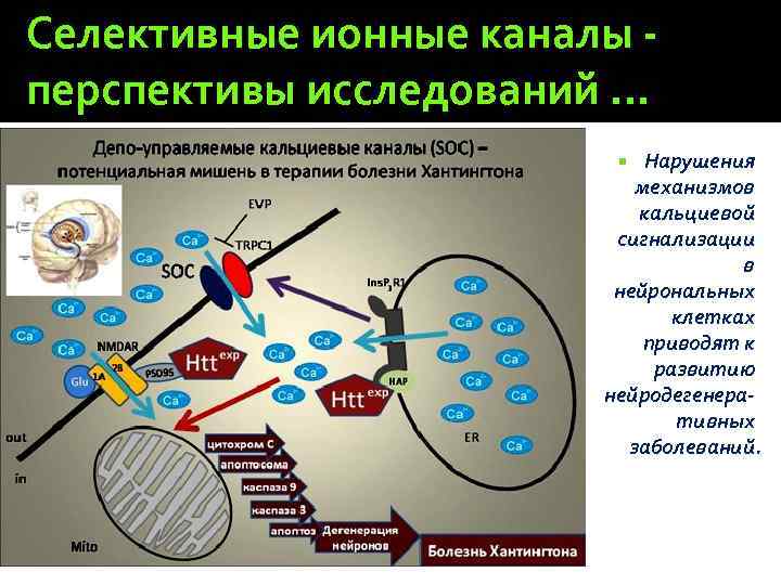 Селективные ионные каналы - перспективы исследований … Нарушения механизмов кальциевой сигнализации в нейрональных клетках