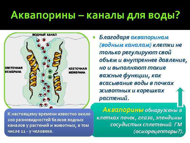 Аквапорины – каналы для воды? К настоящему времени известно около 200 разновидностей белков водных