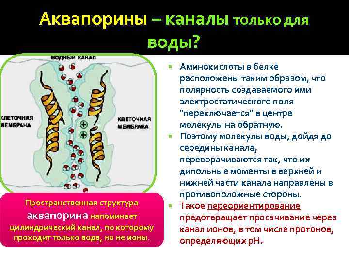 Расположен таким образом что. Аквапорин структура. Аквапорины строение. Аквапорин Тип транспорта. Белок аквапорин.