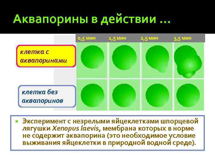 Аквапорины в действии … 0, 5 мин 1, 5 мин 2, 5 мин 3,