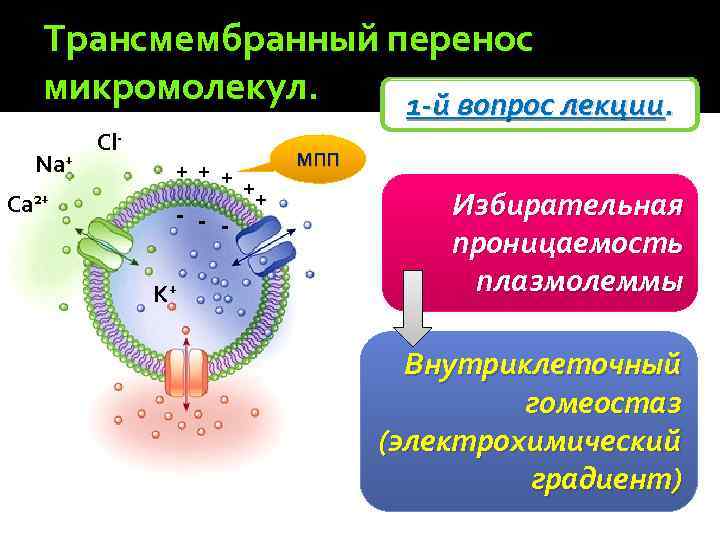 Трансмембранный перенос микромолекул. 1 -й вопрос лекции. Na+ Ca 2+ Cl- + ++ -