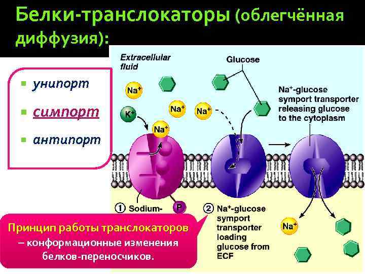 Белки-транслокаторы (облегчённая диффузия): унипорт симпорт антипорт Принцип работы транслокаторов – конформационные изменения белков-переносчиков. 