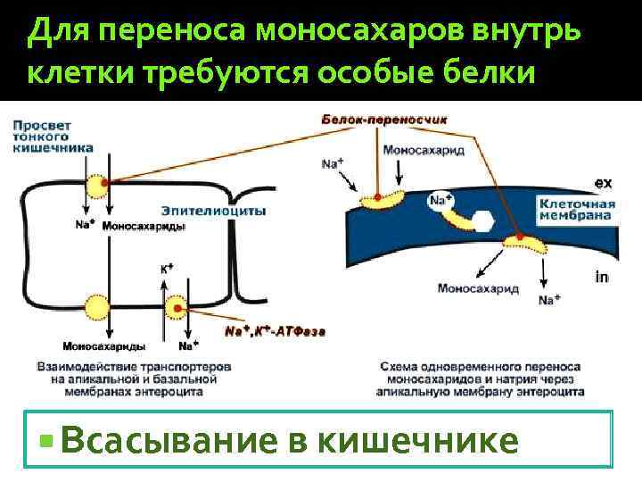 Для переноса моносахаров внутрь клетки требуются особые белки Всасывание в кишечнике 