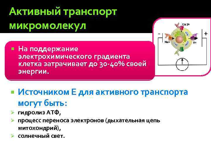 Активный транспорт микромолекул На поддержание электрохимического градиента клетка затрачивает до 30 -40% своей энергии.
