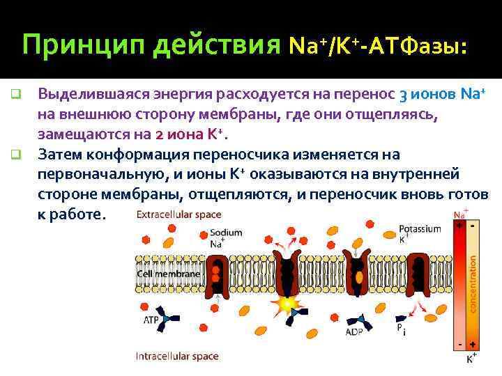 Принцип действия Na+/K+-АТФазы: Выделившаяся энергия расходуется на перенос 3 ионов Na+ на внешнюю сторону