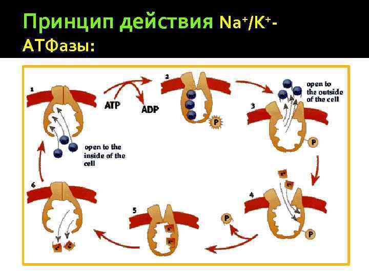 Принцип действия Na+/K+АТФазы: 