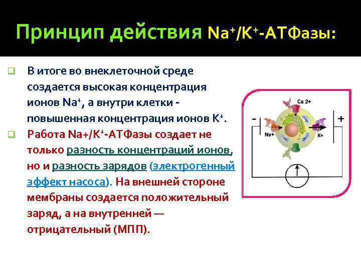 Принцип действия Na+/K+-АТФазы: В итоге во внеклеточной среде создается высокая концентрация ионов Na+, а