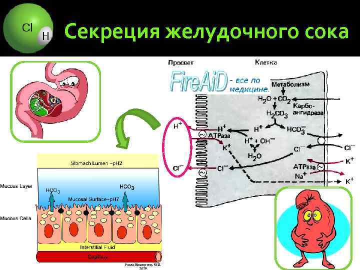 Секреция желудочного сока 