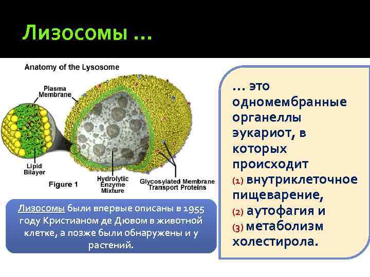 Лизосомы в каких клетках